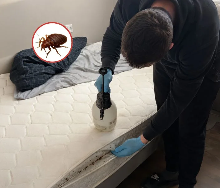 Technicien traitant un matelas contre les punaises de lit à Richebourg